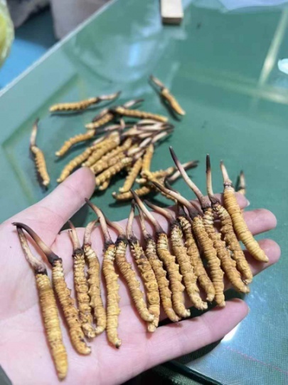 [虫草胶囊]送长辈，送领导，送亲友  准备300根新鲜虫草 